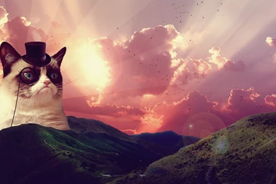 Cat, Grumpy Cat, Hat, Hill, Landscape, Clouds, Birds, Animals ...