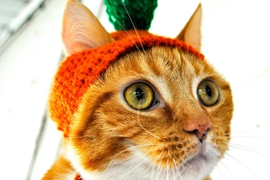 Red Cat In The Hat Carrot Wallpapers And Images   Wallpapers ...