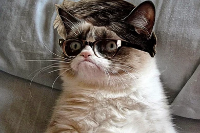 Grumpy Cat Birthday Hat   Wallpaper.