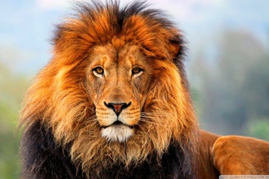 Lion HD Desktop Wallpapers : Widescreen : Fullscreen : Mobile ...