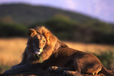 Wallpapers: Male Lion Wallpapers