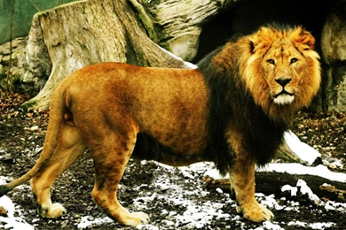 Lion Lion High Quality Wallpapers For Desktop – Fine HD Wallpapaper RR