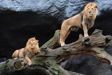 Lion White Lion Wallpapers For Desktop Free Download – Widescreen ...