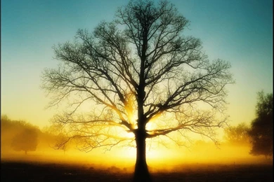 Cool Light Sun Tree HD Wallpapers