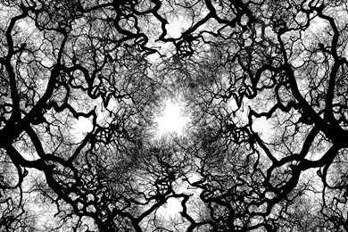 Cool Abstract Tree Abstract Cool Tree Wallpapers
