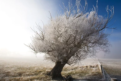 Dead, Tree, Cool, Wallpapers (