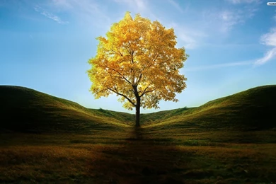 Landscape Photography Trees Cool Wallpapers