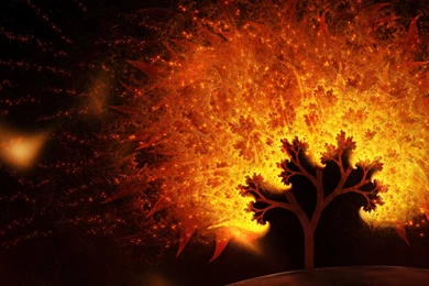 Cool Tree Wallpapers Tree Of Color Wallpapers 1600X1200 325 Kb ...