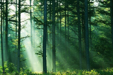 Fantasy Forest Stock By Spazz90 On DeviantArt