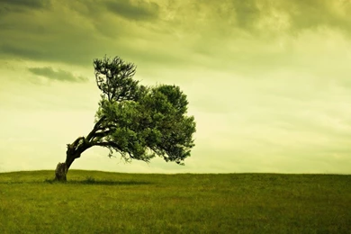 Tree Wallpapers Collection (29+)