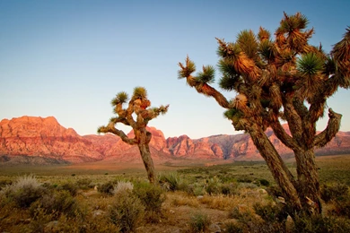 Joshua Tree Wallpapers HD