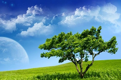 Green trees fullscreeh hd desktop ever wallpaper free download ...