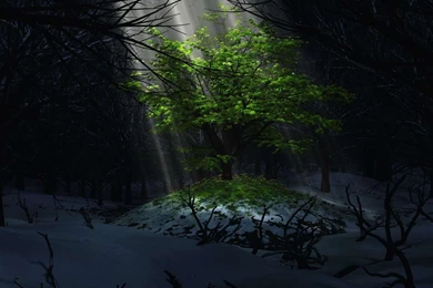 Light Tree Wallpapers   HD Wallpapers Archives   HD Wallpapers ...