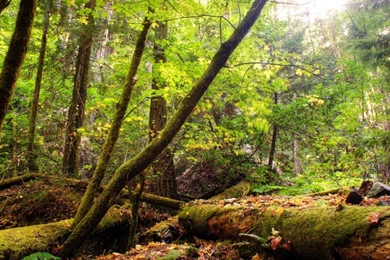 22 Trees Wallpapers, Forest, Wallpaper, Trees Full HD Wallpapers ...