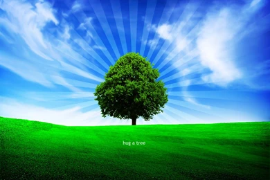 45 Wallpaper: Fresh Tree Hd Wallpapers 821 :: Trees Hd Wallpapers