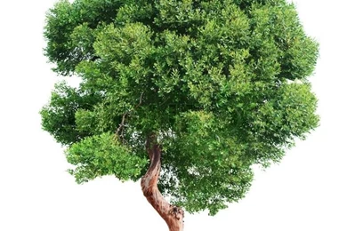 Tree On White Backgrounds Stock Photo