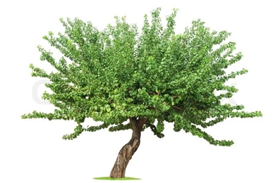 Tree On White Backgrounds