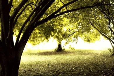 High Definition Amazing Nature Tree Backgrounds Widescreen And HD ...