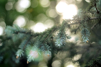 Fir Tree Backgrounds Wallpapers Pack Download   FLGX DB