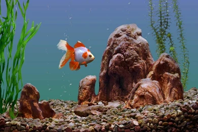 Marine Aquarium Live Wallpapers