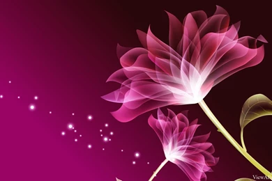 Beautiful Flowers Wallpapers