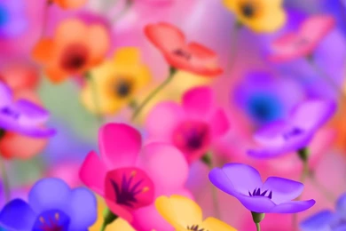 Colorful flowers.jpg