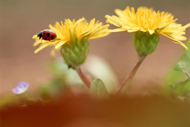 Wallpapers For Android Tablet Free Download