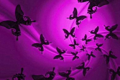 Wallpapers Of Butterflies   Wallpapers Cave