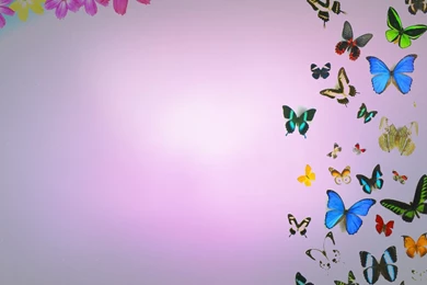 Butterflies And Flowers Backgrounds