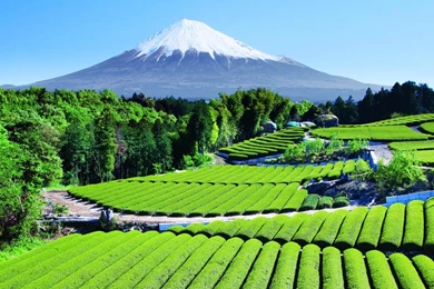Bullet Train Shinkansen And Mount Fuji Wallpapers