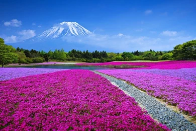 Mount Fuji Wallpapers Themes