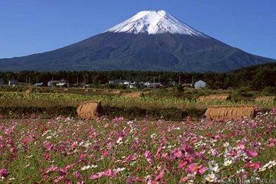 Fuji And Wild Flower － Landscape Wallpapers   Free Download ...