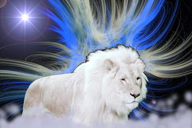 Lion Hd Wallpapers 019