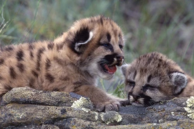 HD Tigers And Lions Wallpapers  I