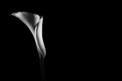Black And White Flowers Wallpapers HD