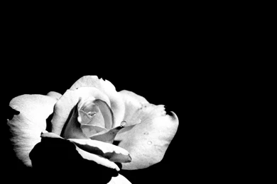 Black And White Background Images   Wallpapers Zone