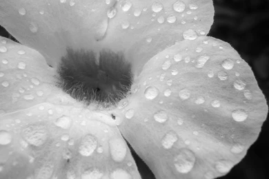 Black Wallpapers With White Flowers Download