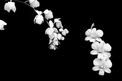 Simple Black And White Flower And Pictures 90 Items Page 1 Of 4 ...