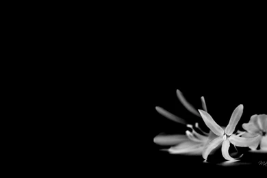 Black And White Flowers Wallpapers HD