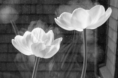 Wallpapers White Flowers Black N And Leaves 1024x768