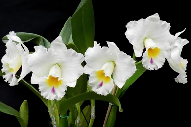 Download Wallpapers 3840x2400 Orchids, Flowers, White, Black ...