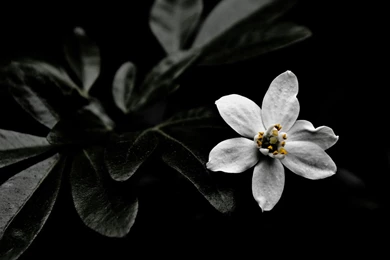 Black And White Desktop Wallpapers － Other Wallpapers   Free ...