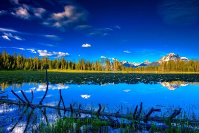 Landscape, Flowers, Field, Nature Background Images, Windows 10 ...