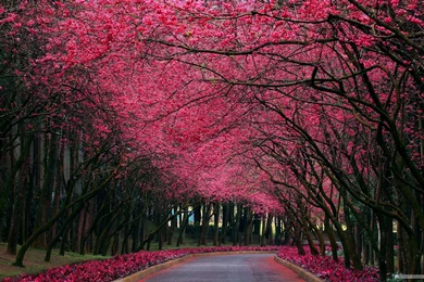 Fine Backgrounds Desktop Nature