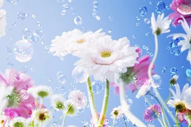 Latest, Nature, Wallpapers (