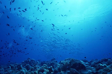 Under Sea Wallpapers Photo