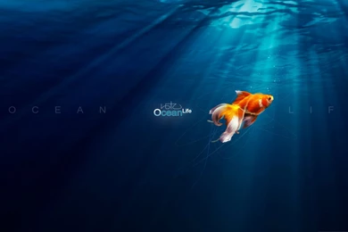 Under Sea Wallpapers HD Resolution