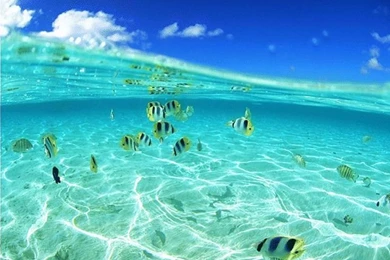 Image Detail For  Undersea World Wallpapers 29003