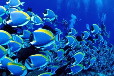 Download Under Sea Animal Wallpapers