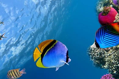 Download Under Sea Wallpapers For Android
